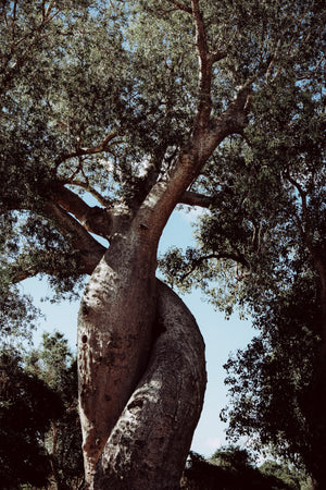 Baobab Oil